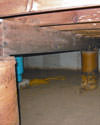 Mold and rot thriving in a dirt floor crawl space in Brooklyn