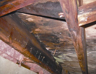 mold and rot in a New York City crawl space