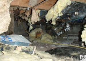 A messy crawl space filled with rotting insulation and debris in Whitestone.