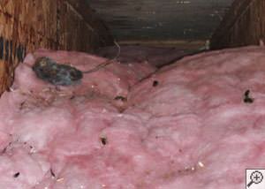 A dead mouse and its feces in a batt of fiberglass insulation in a crawl space in New York City.