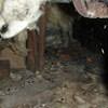 A dirt crawl space with water-soaked fiberglass insulation in Long Island City.