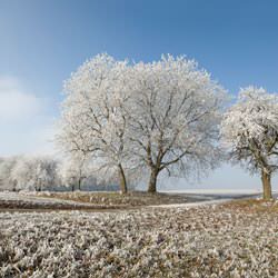 Frost covering trees and a grassy field in Long Island City