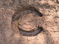 A hoofprint in the mud, showing compacting soils